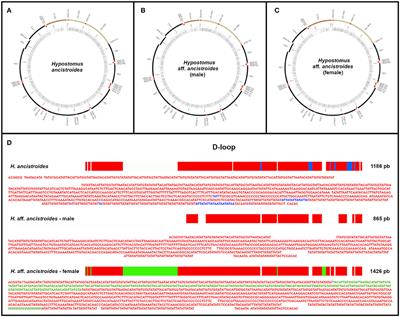 The Complete Mitochondrial Genome of Two Armored Catfish Populations of the Genus Hypostomus (Siluriformes, Loricariidae, Hypostominae)